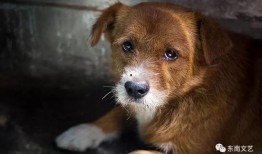 娱乐圈爆料流浪狗的小说,流浪狗的逆袭传奇