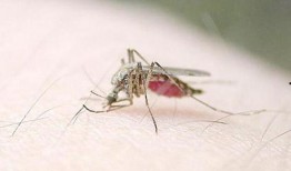 爆料大蚊子的视频,视频爆料背后的惊人真相